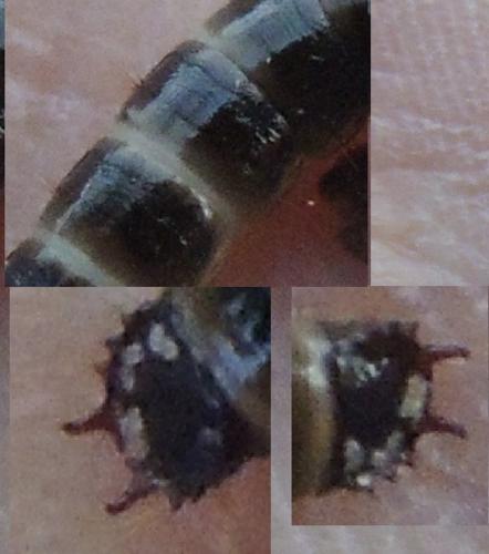 Réf. 337 435 : Denticollis linearis